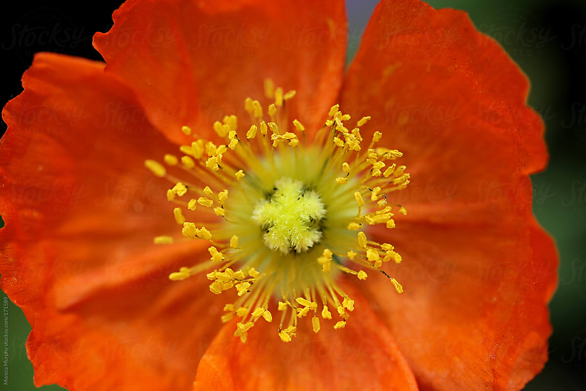 Center of bright orange flower with yellow stamens by Monica Murphy