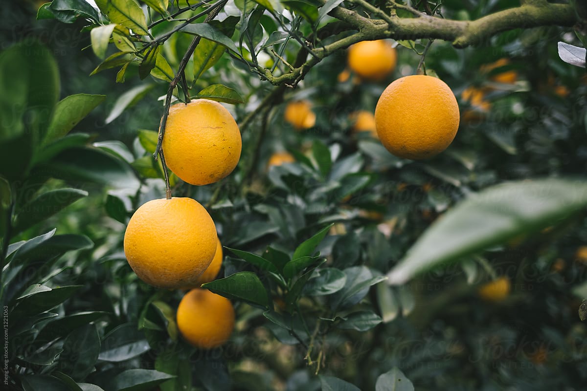 Navel orange orchard in Jiangxi province,China