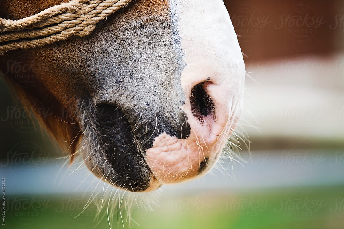Horse\'s nose