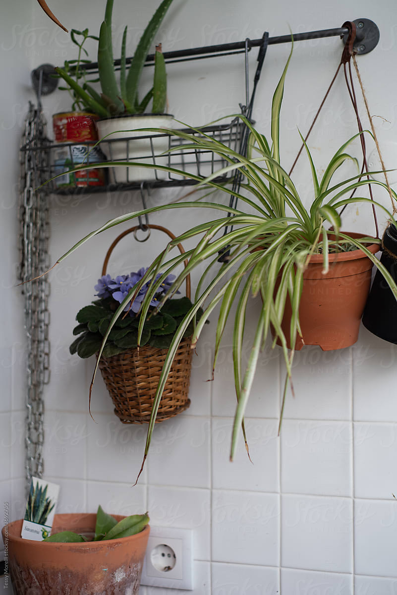 Kitchen wall with hanging plants