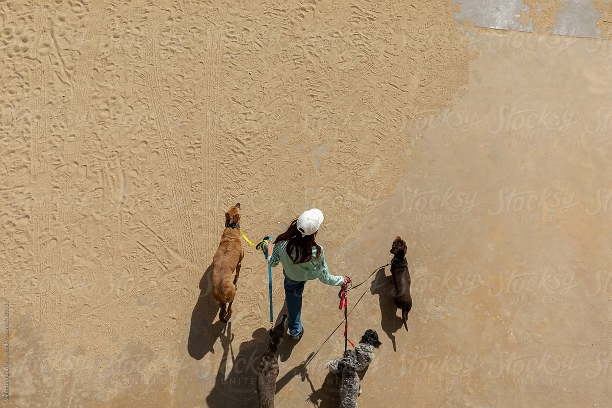 Dog Walker by the sea aerial view