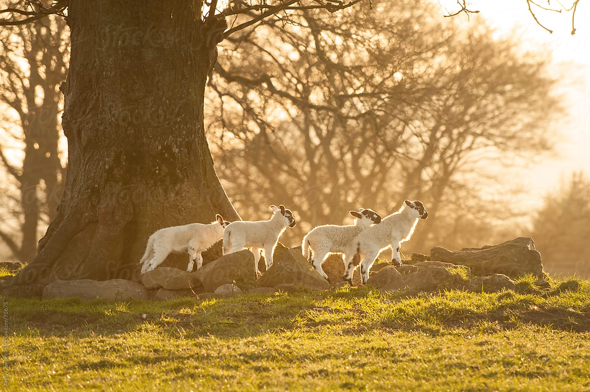 Organically raised newborn spring lambs explore a field