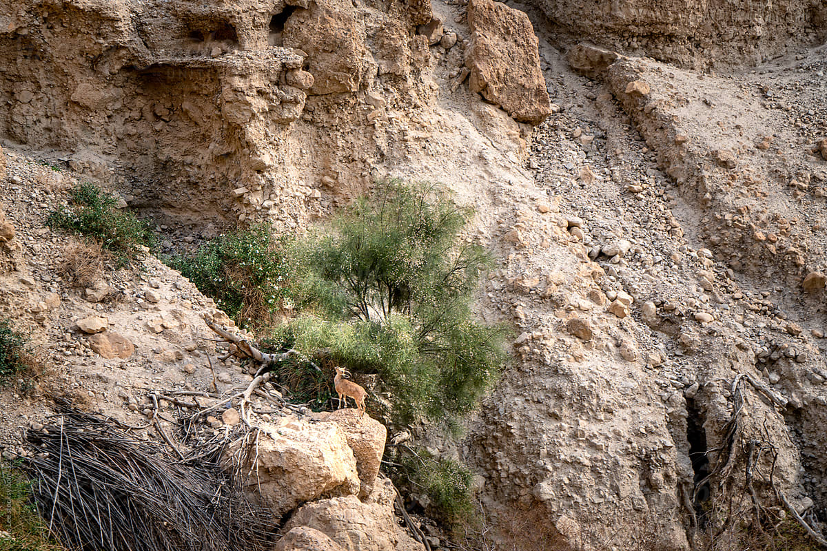 Ibex seen in Ein Gedi Nature Reserve in Israel