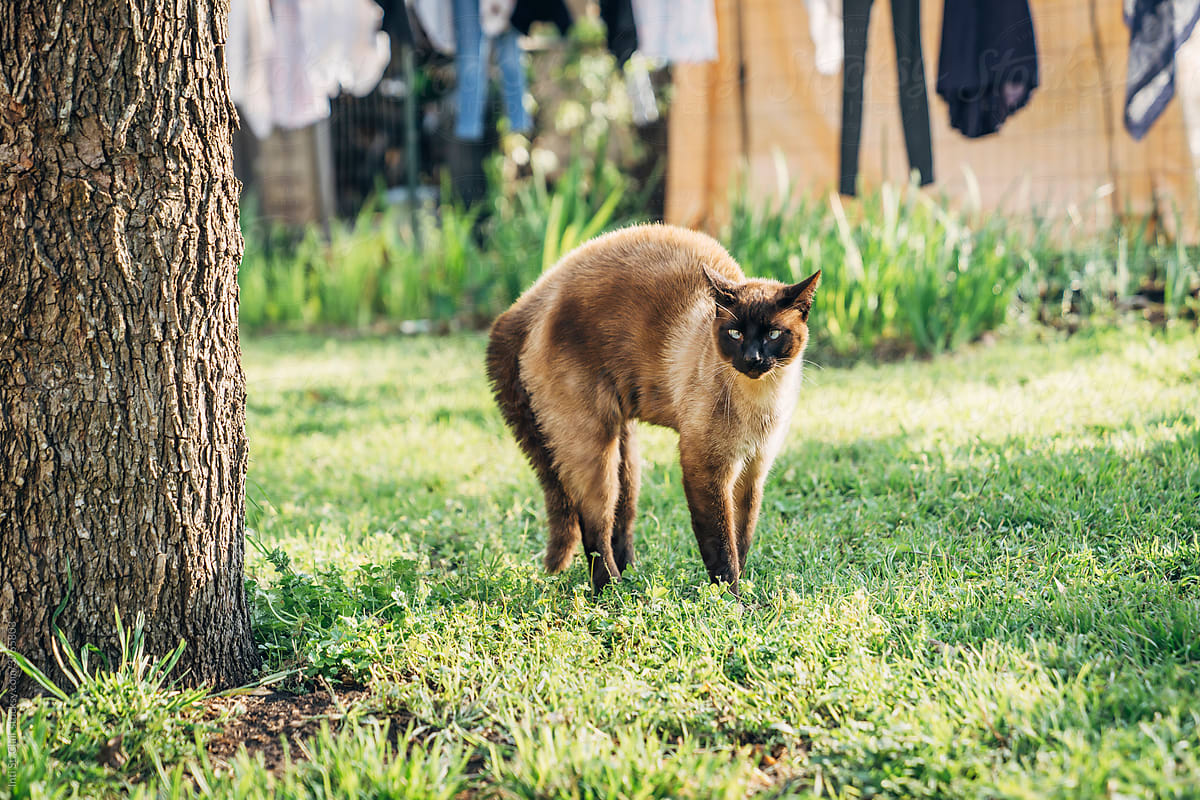 Pet Siamese cat with arched back in yard
