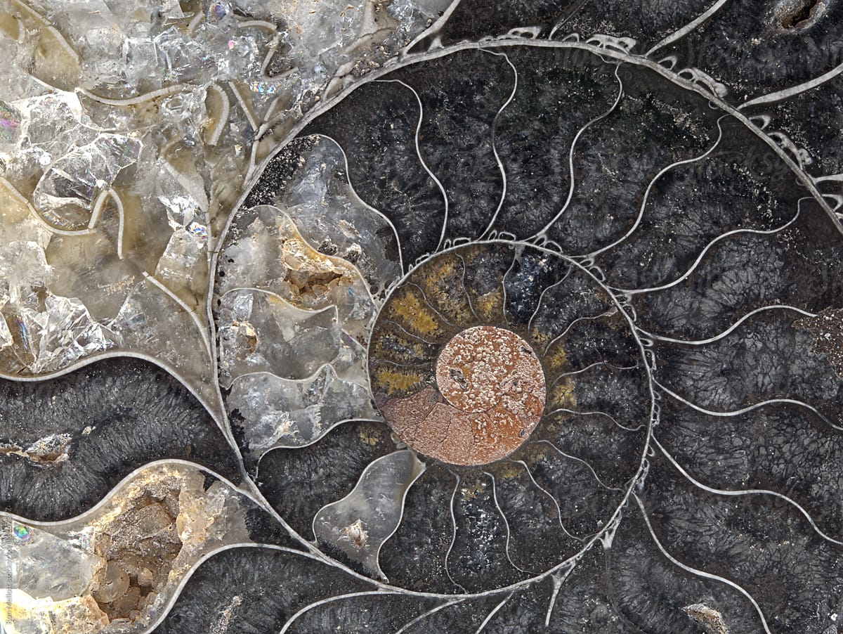 Closeup fossil ammonite ammonite Cleoniceras mollusc