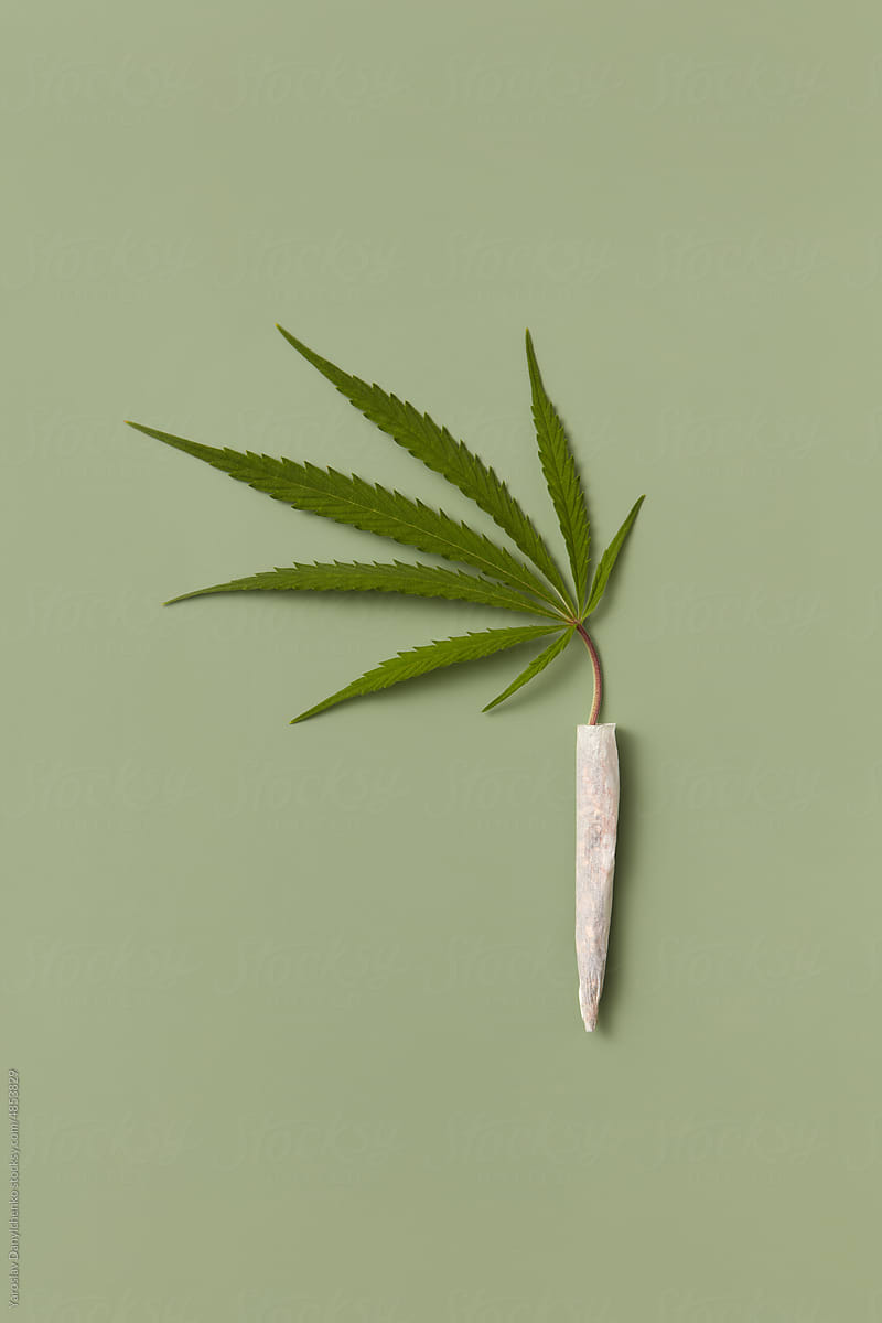 Hemp leaf and joint on grey background.