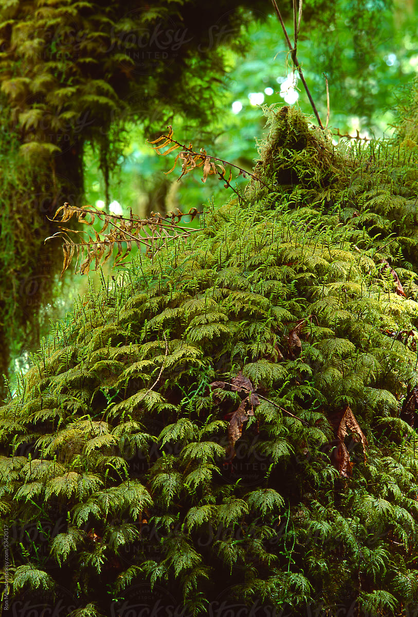 Nurse log HOH Rainforest oldgrowth forest ferns film