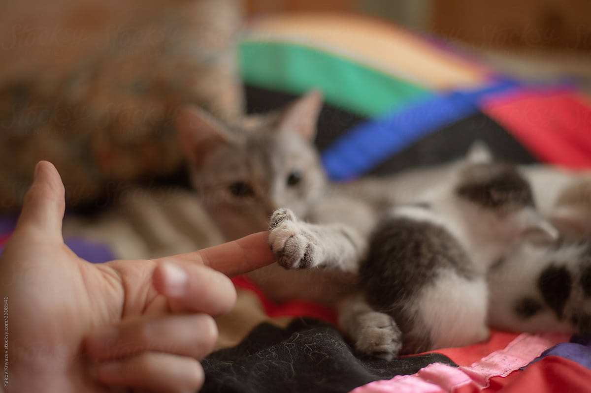 mother cat touching my finger as the kittens are napping nearby