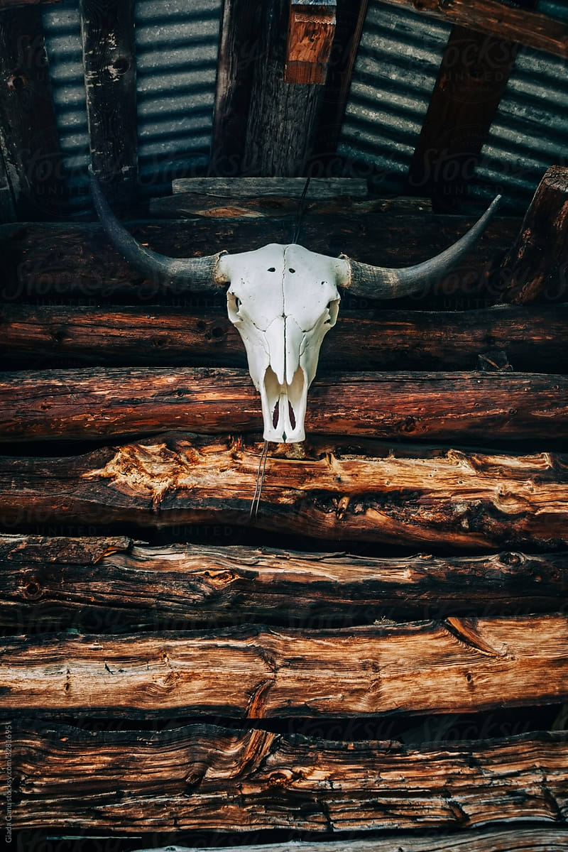 A bull/cow skull on a wooden background