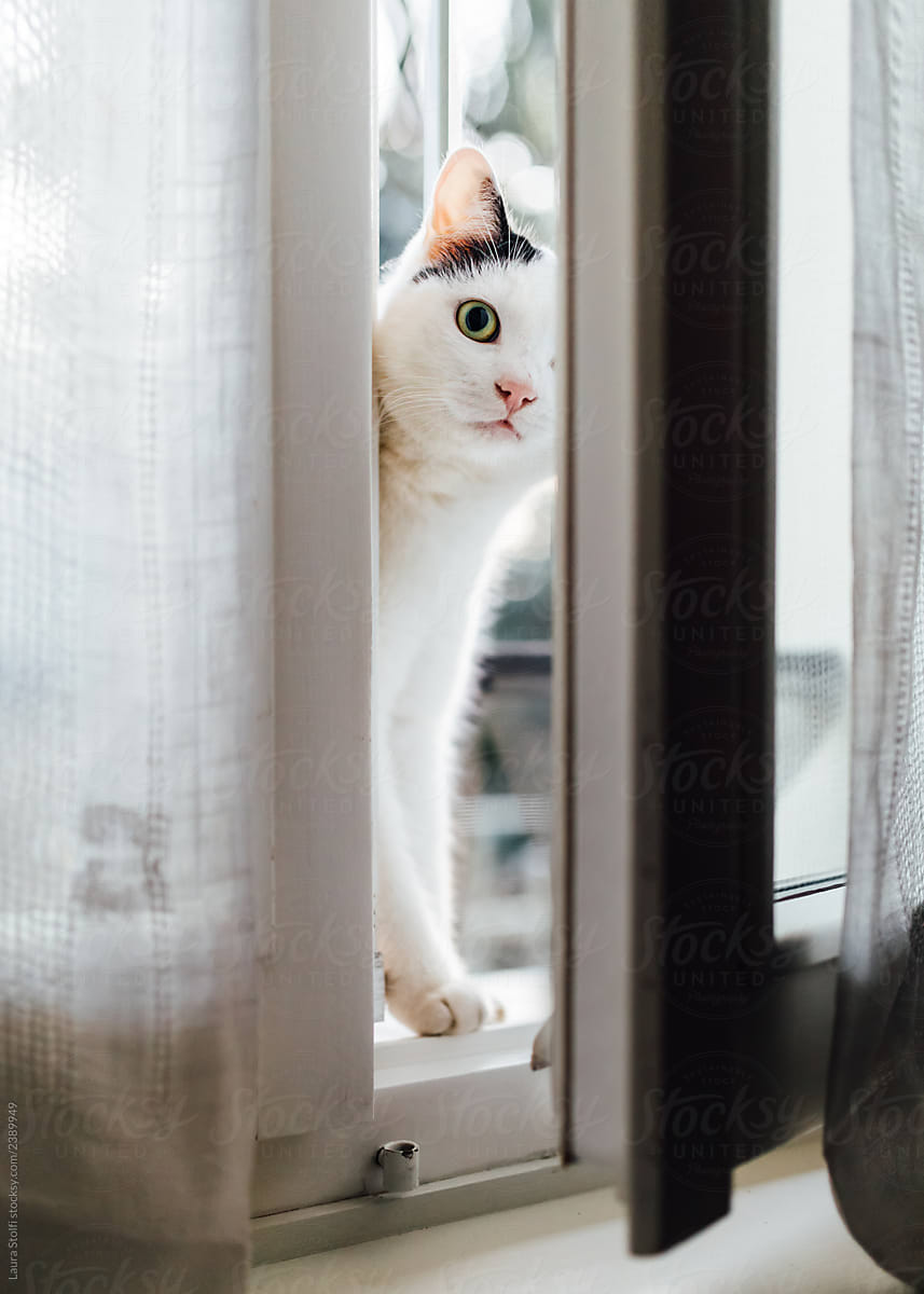 Cat looking indoors through partially open window