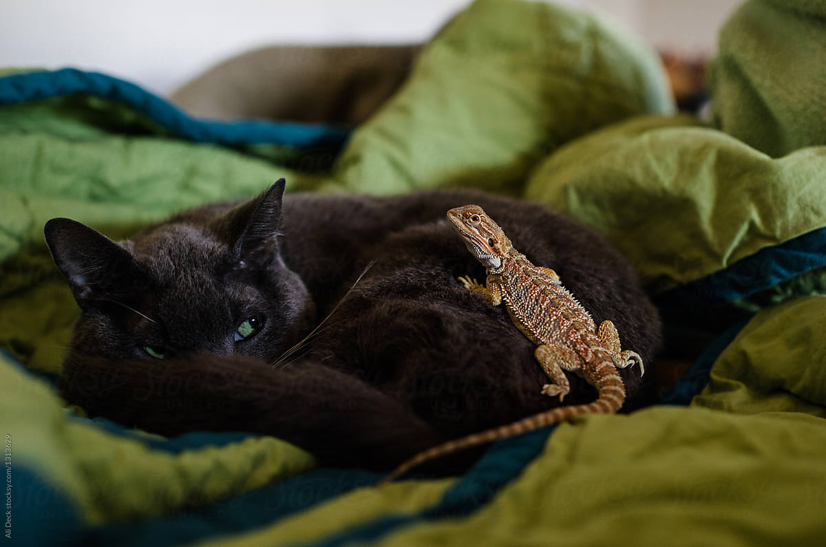 Cat and Lizard