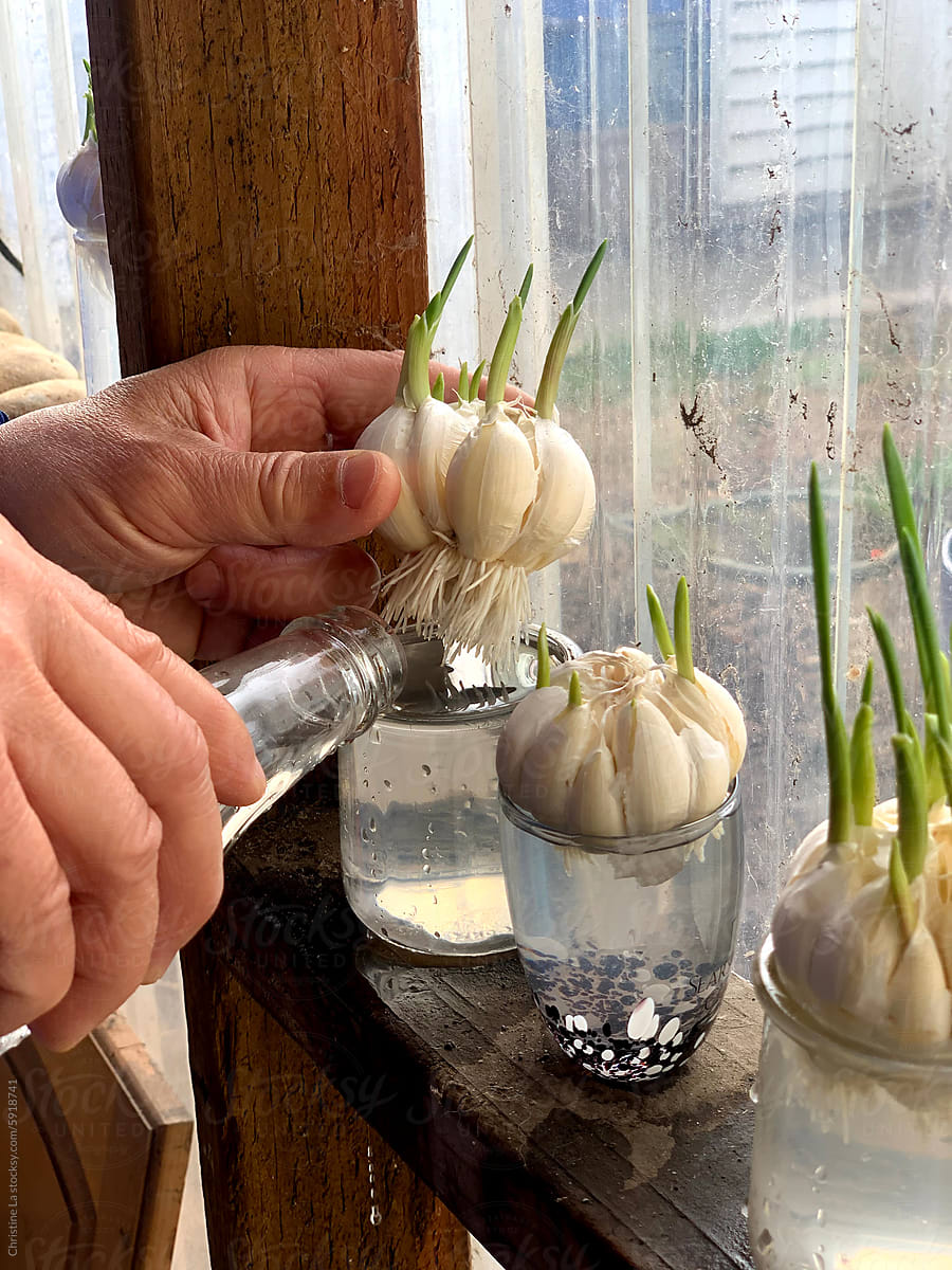 Upcycling and growing garlic at home