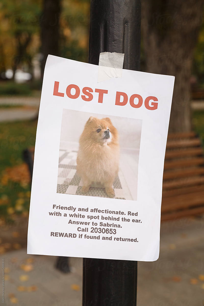 Lost dog poster hanging on streetlamp