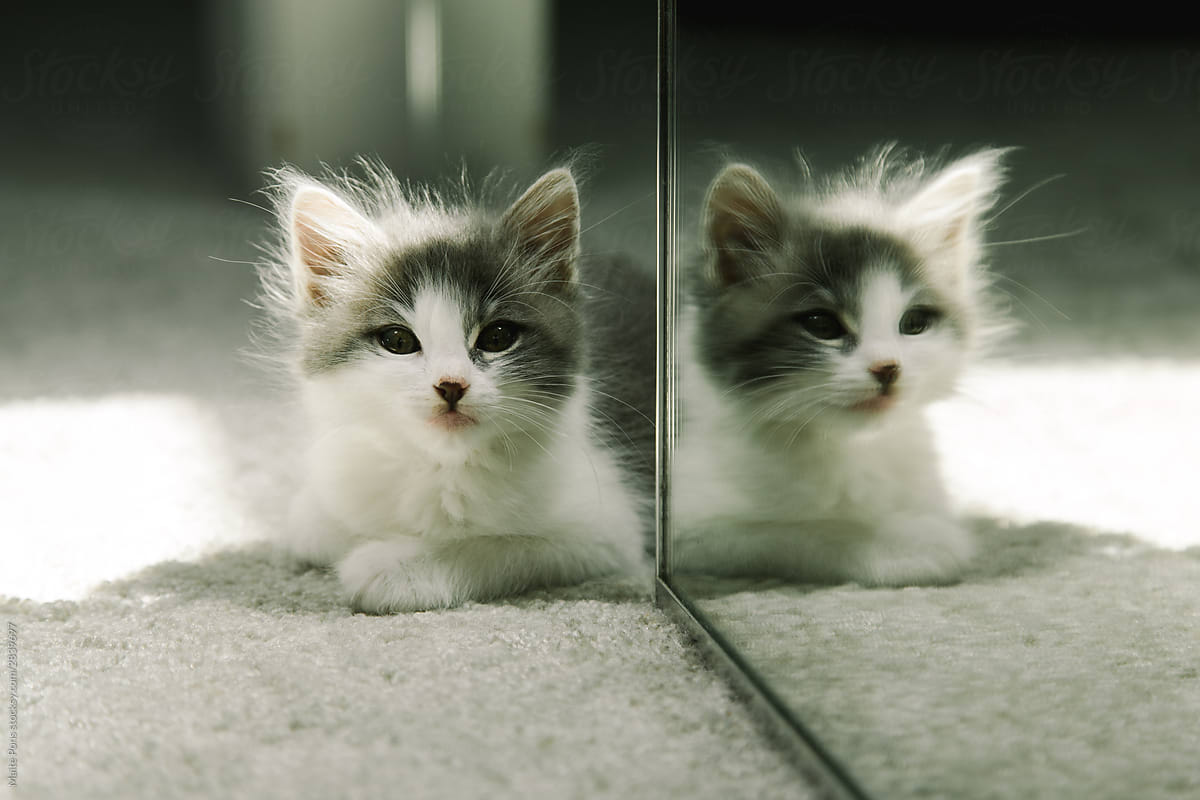 Kitten Reflected