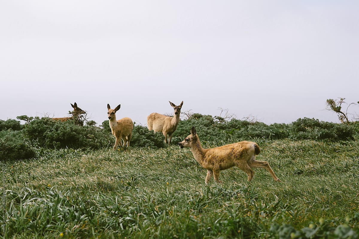 Multiple deer in grass