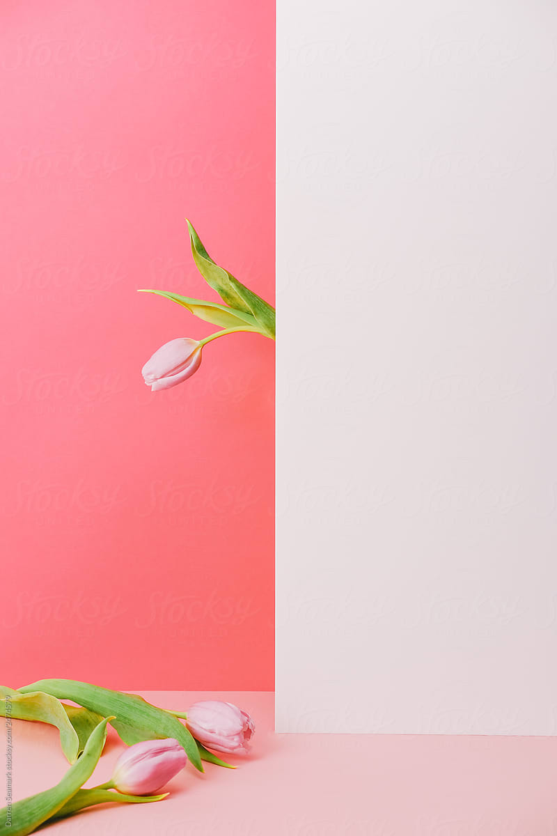 Pink flowers on a white and pink background