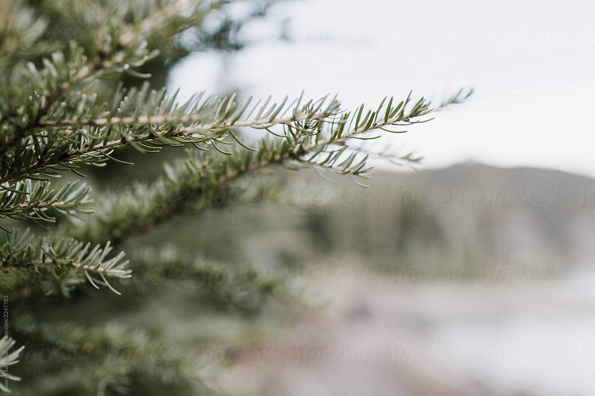 Pine branches near Mountain Lake