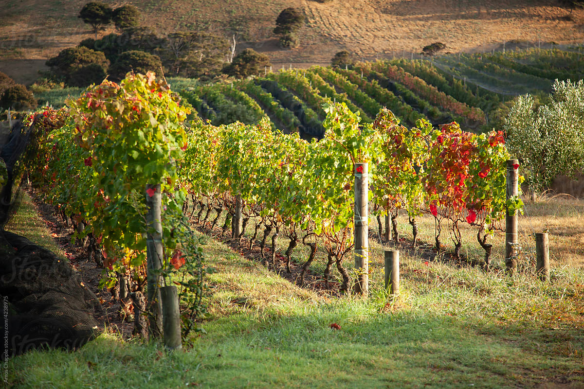 Vineyards in autumn sunlight.