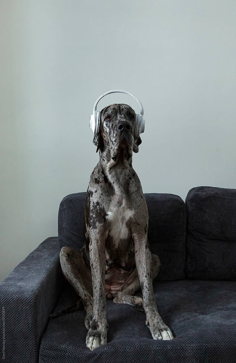 Obedient dog listening to music on sofa