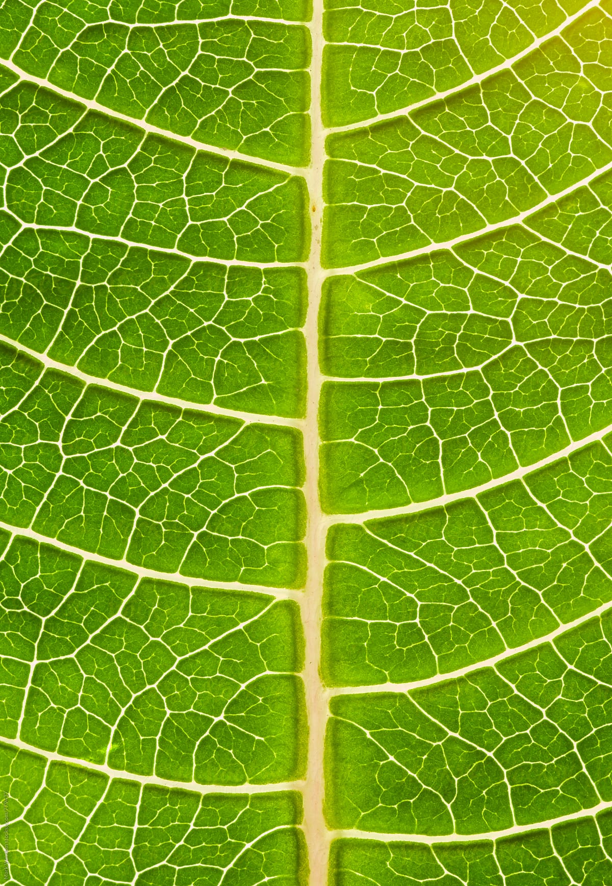 Poinsettia leaf detail, closeup