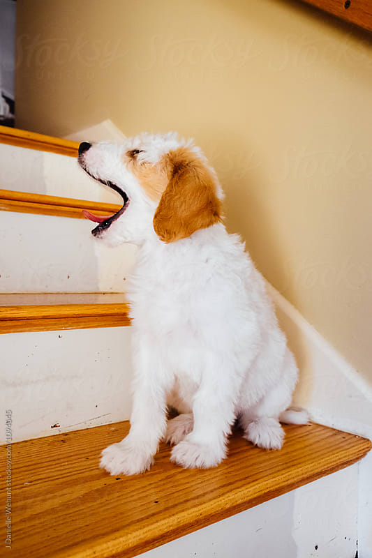 A White and Brown Golden Doodle Puppy sitting on stairs steps