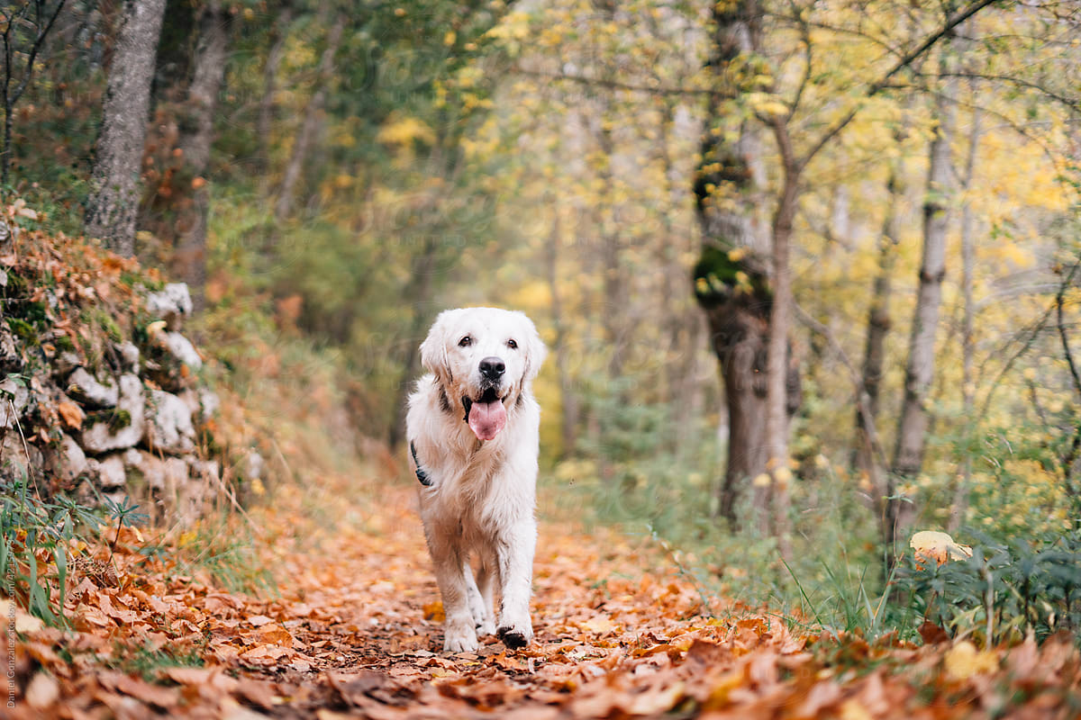 A lovely dog ​​running through the woods in autumn