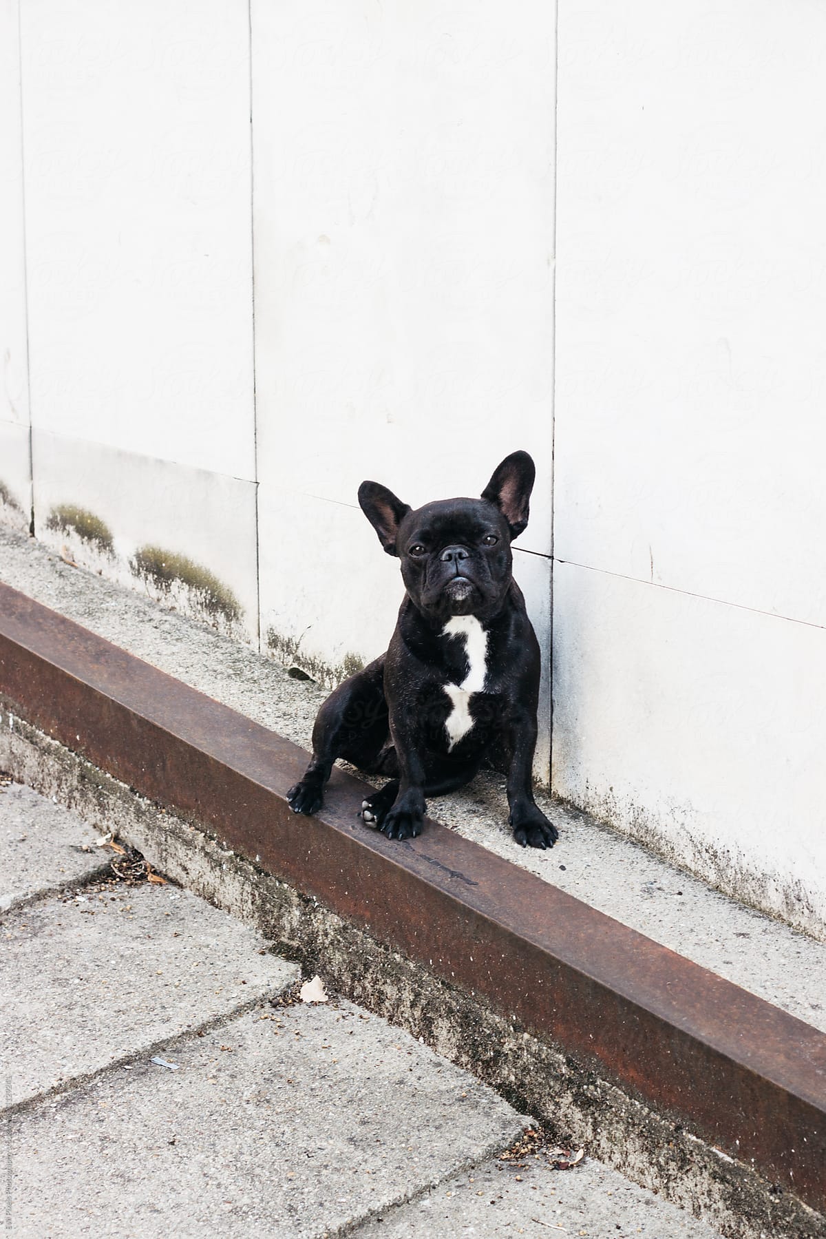 Cute french bulldog near the white wall