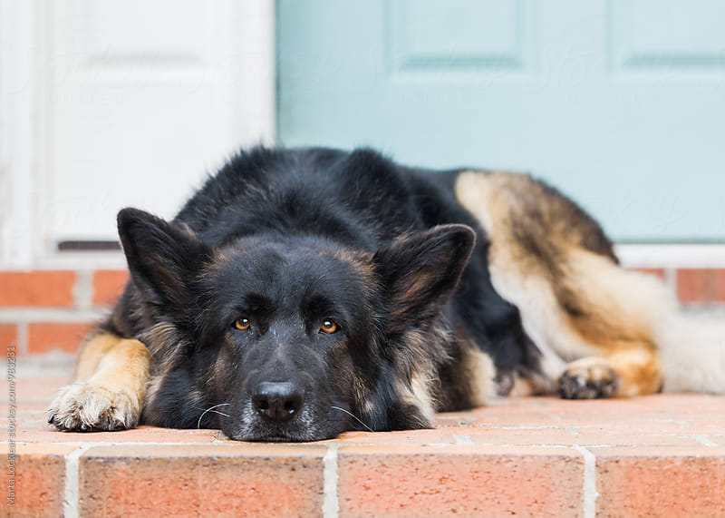 Old German Shepherd on a porch