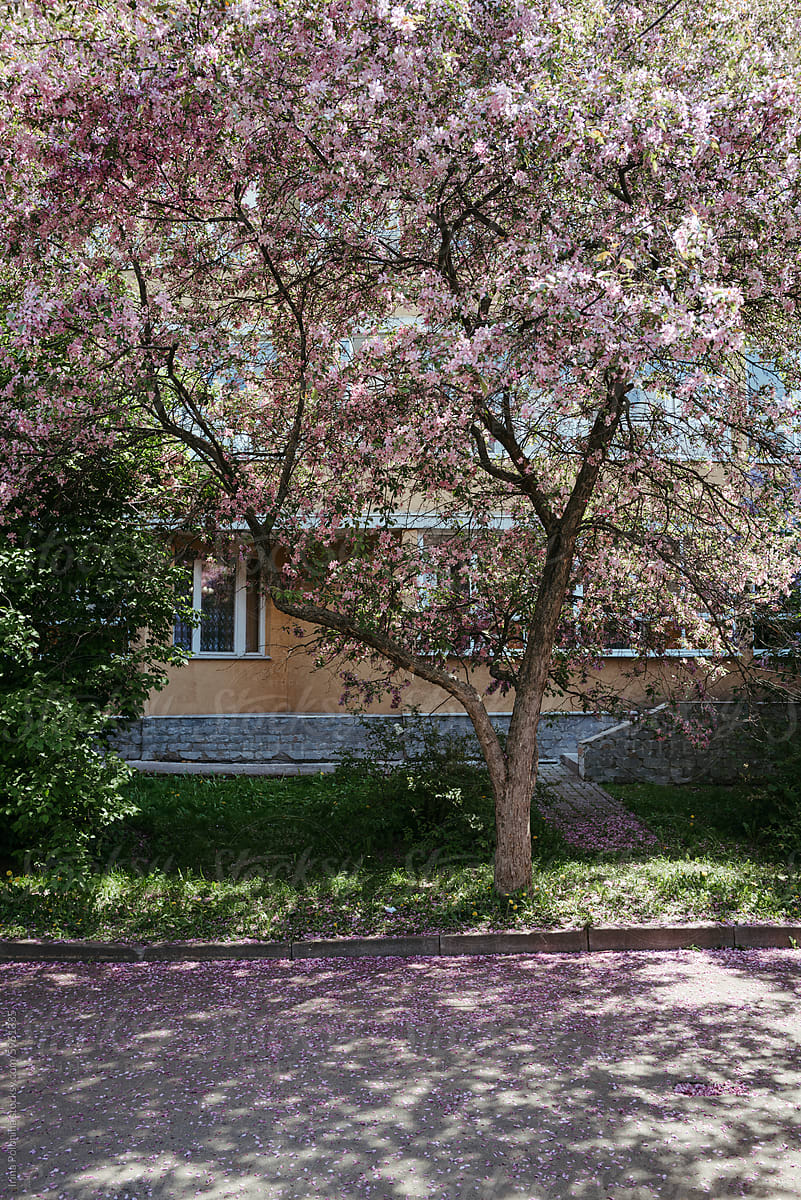 Cherry Blossom in Full Bloom Outside House