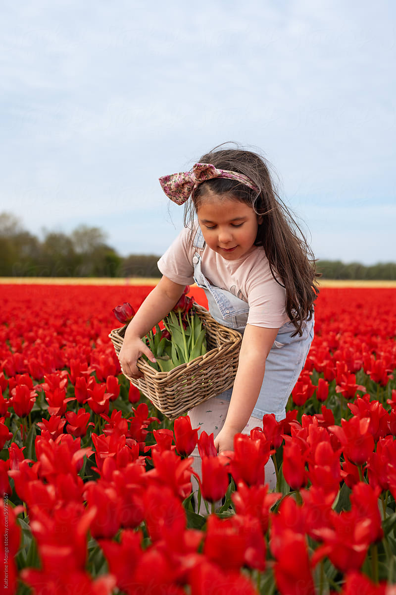 Little girl picking tulips from a tulip field
