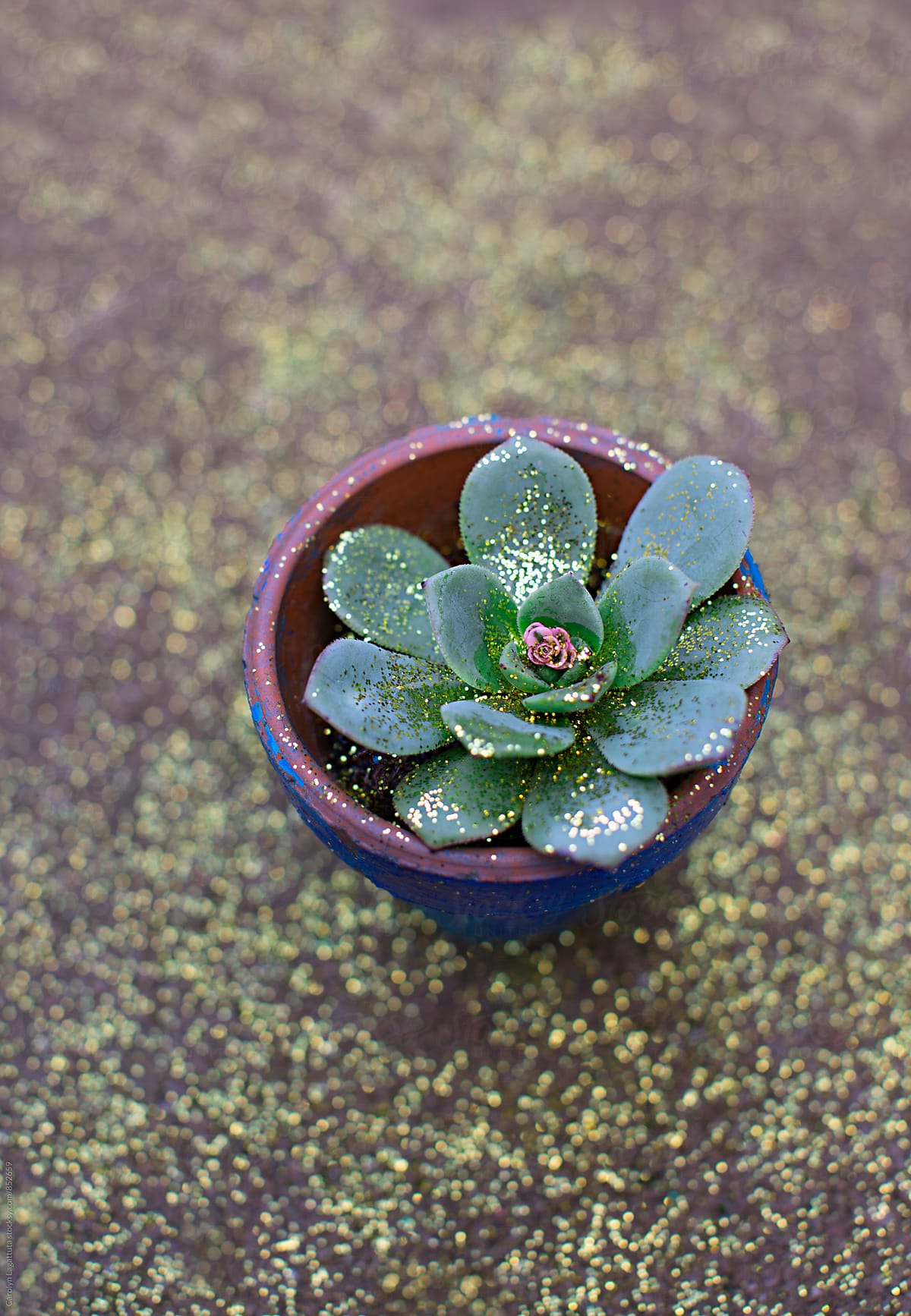 Tiny succulent in a hand painted pot with glitter sprinkled on it