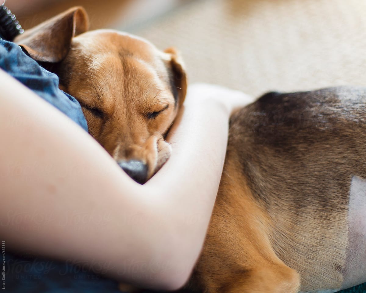Detail of woman arm holding tight sleeping dog