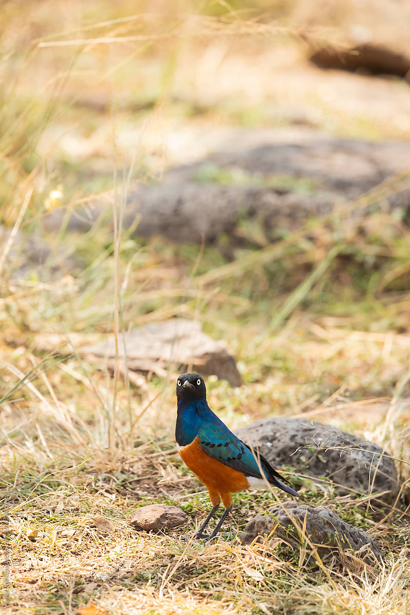 Superb Starling Standing Up  On The Ground