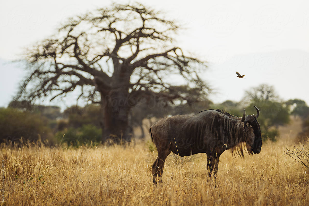 Wildebeest with baobab