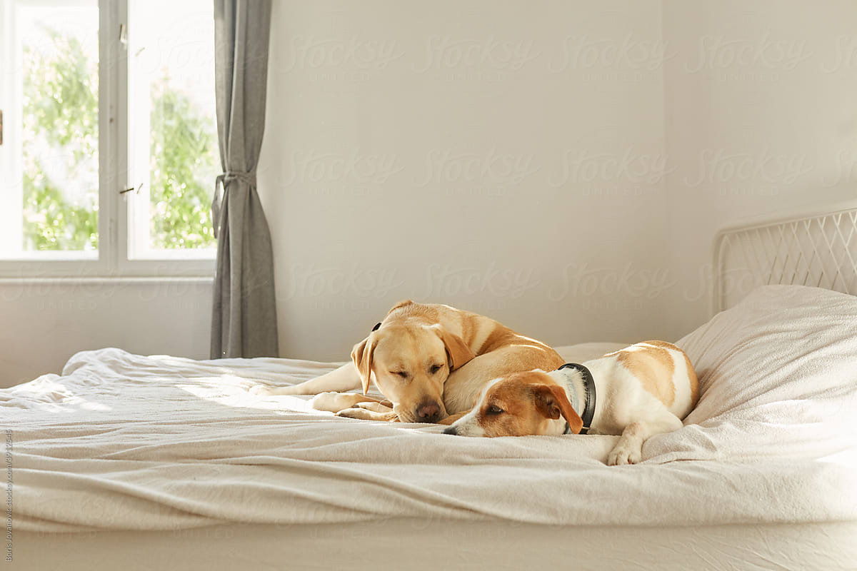 Dogs Relaxing On The Bed