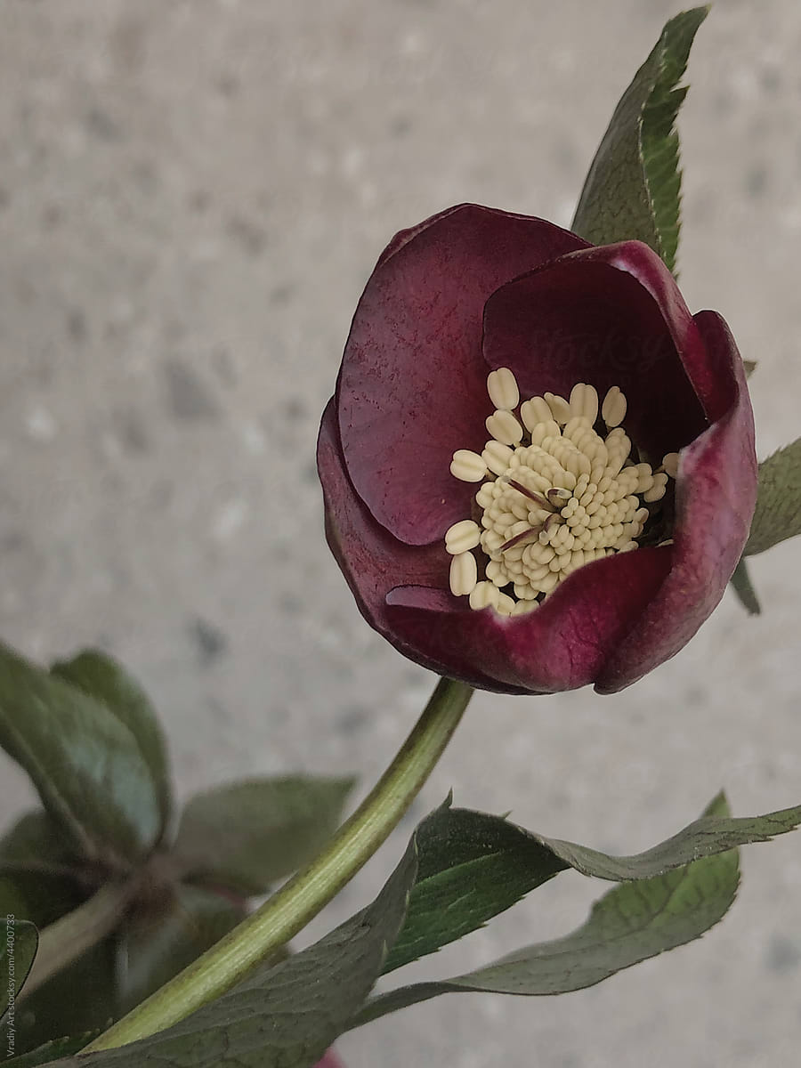 Closeup burgundy flower