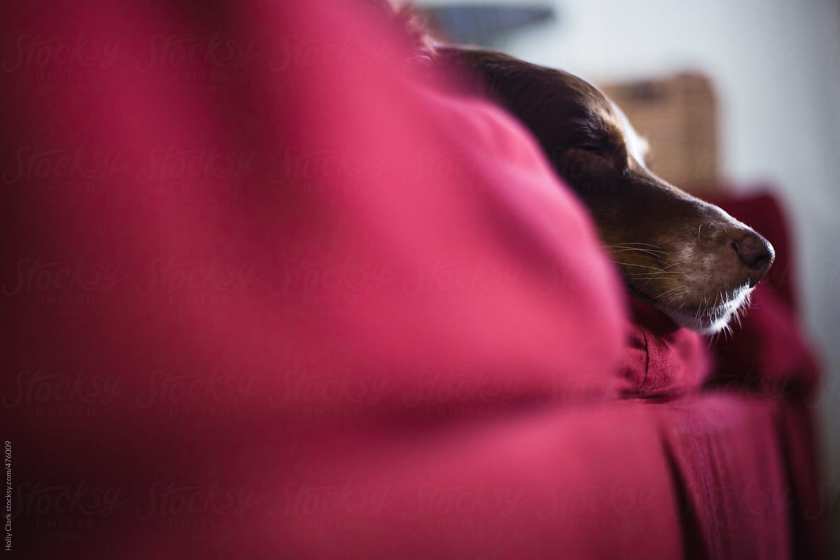 A sleeping dog\'s nose peeks out from the cushions of a red couch