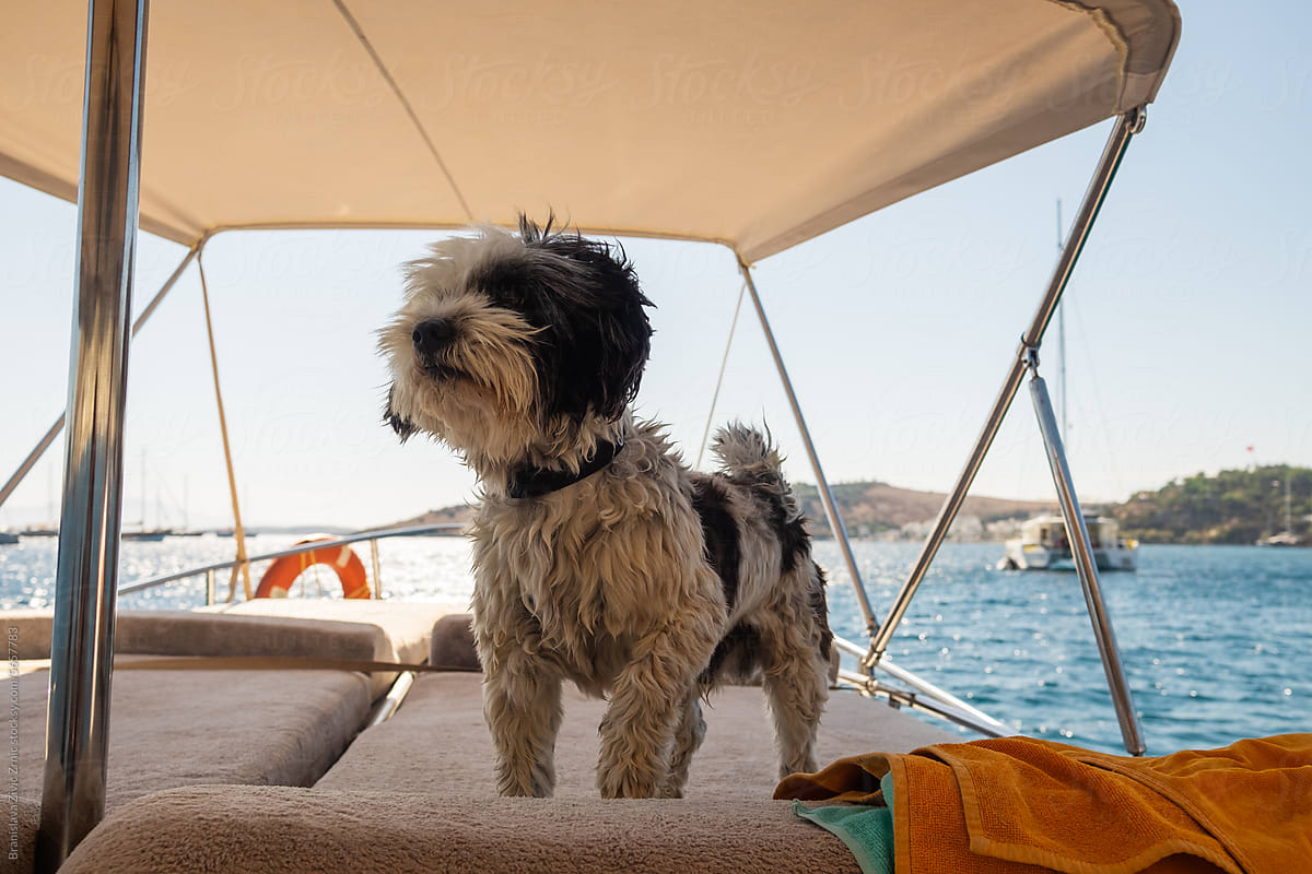 Terrier Dog on a boat
