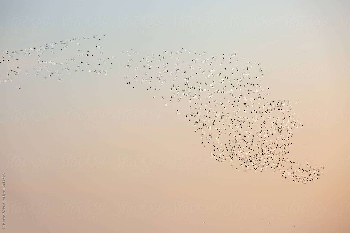A murmuration of Knots over The Wash in the UK