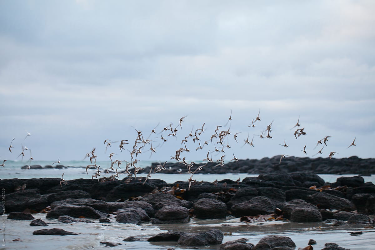 Sea birds flying over a wintery beach
