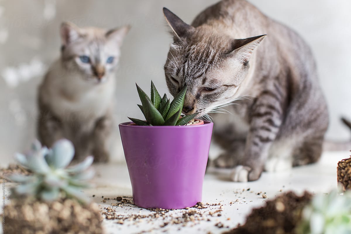 A domestic cat sniffing a succulent plant in a purple pot while another cat looks on
