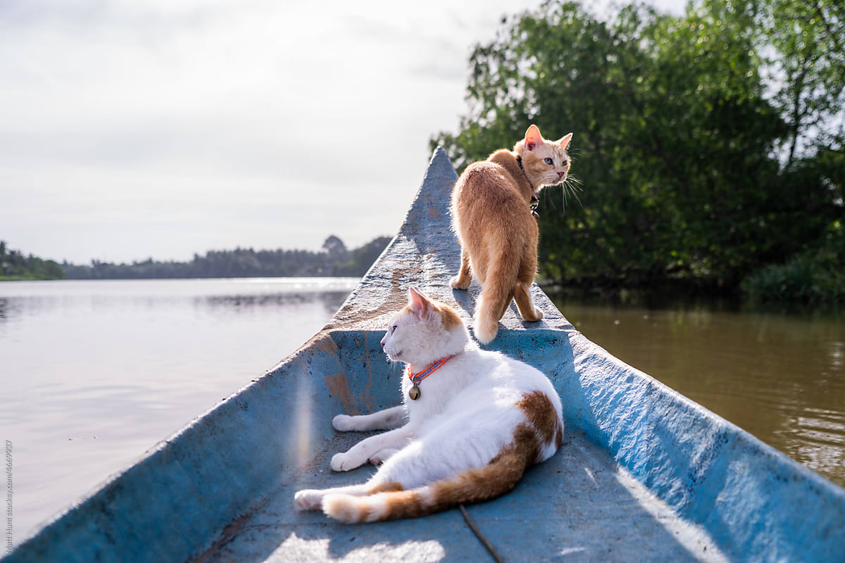 Cats hang on and go fishing on a boat in Thailand