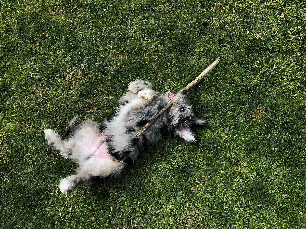 Cute puppy with a stick
