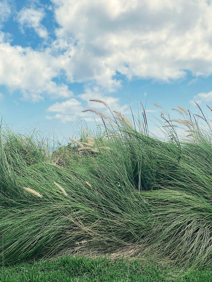 Beautiful wild grass sways in the wind against the blue sky