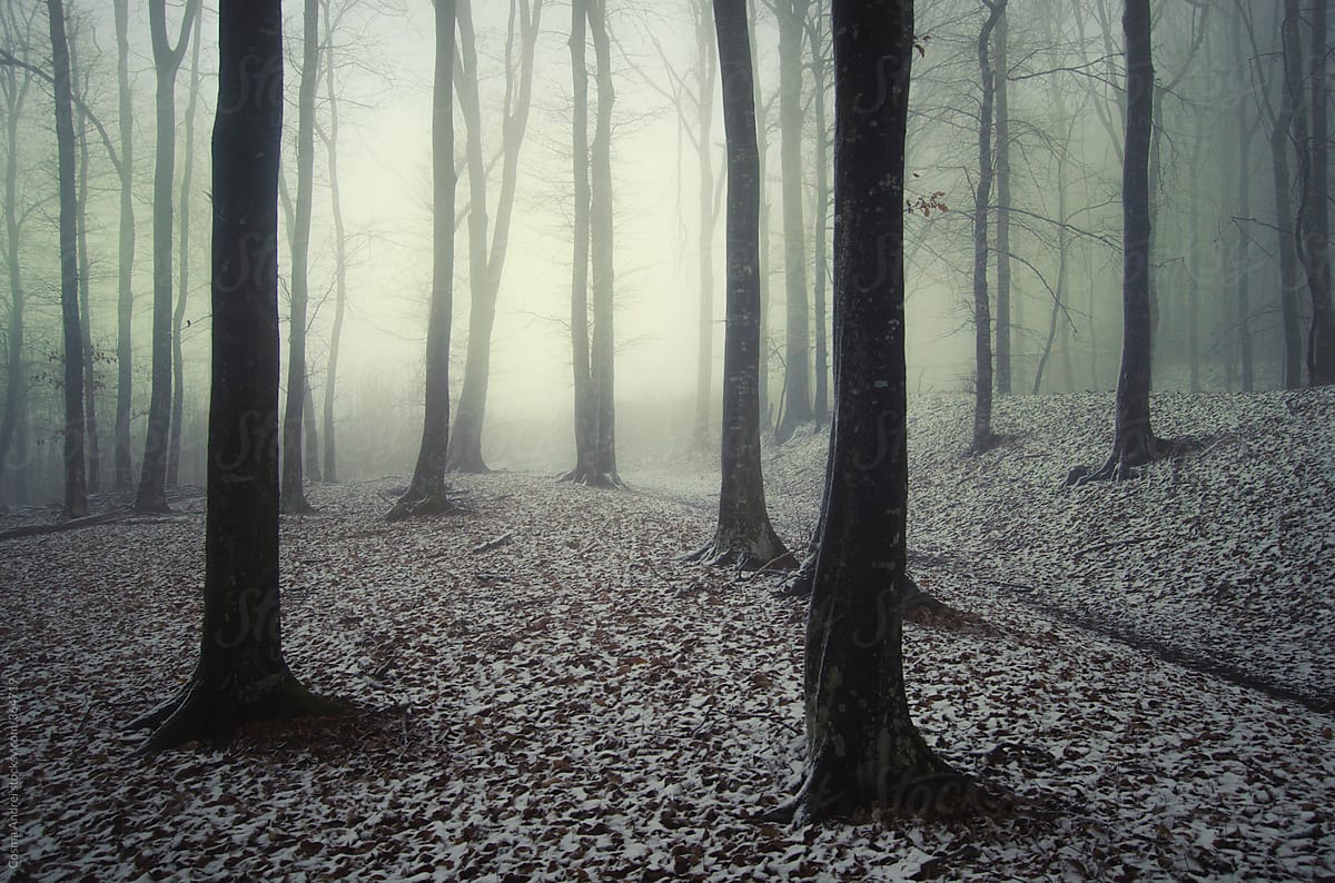 Forest in winter with snow fairy tale like with fog