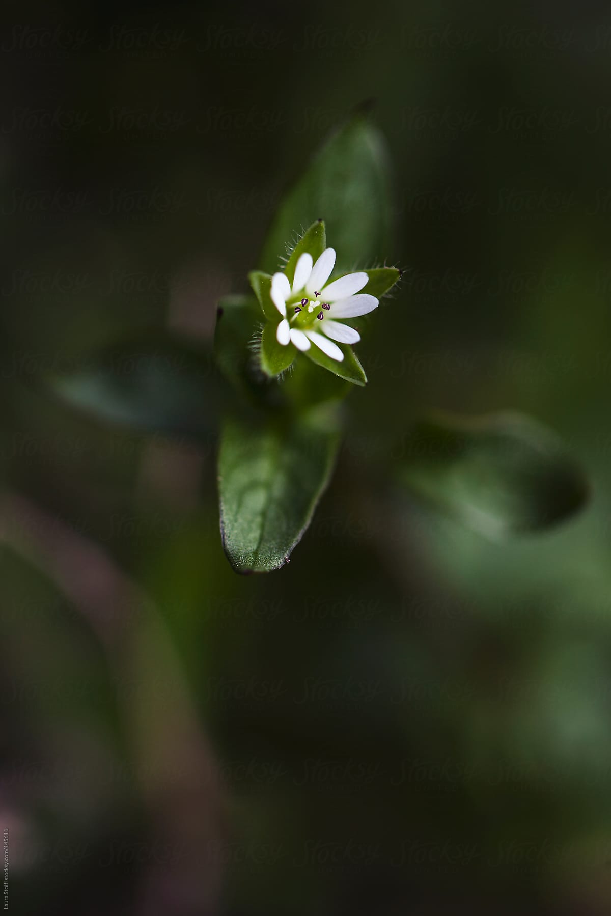 Tiny wildflower in garden lawn
