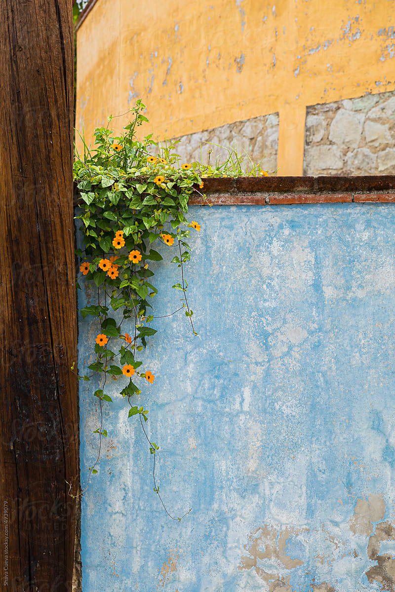 Worn out blue wall with hanging flowers