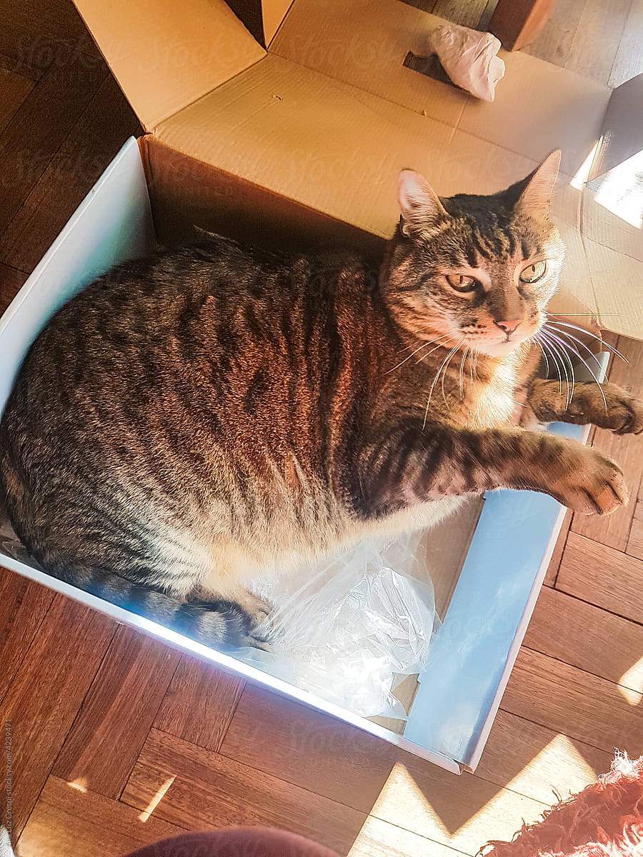 Happy cat in a cardboard box