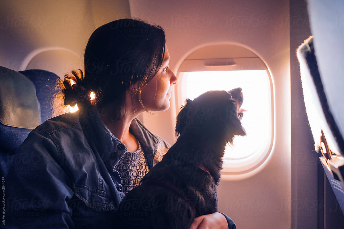 Dog And Girl On A Plane.