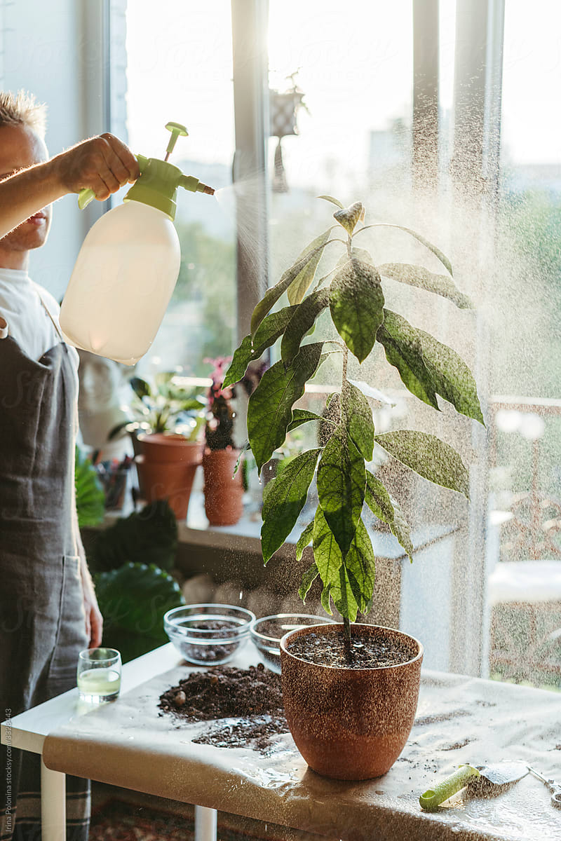 A man takes care of indoor plants.